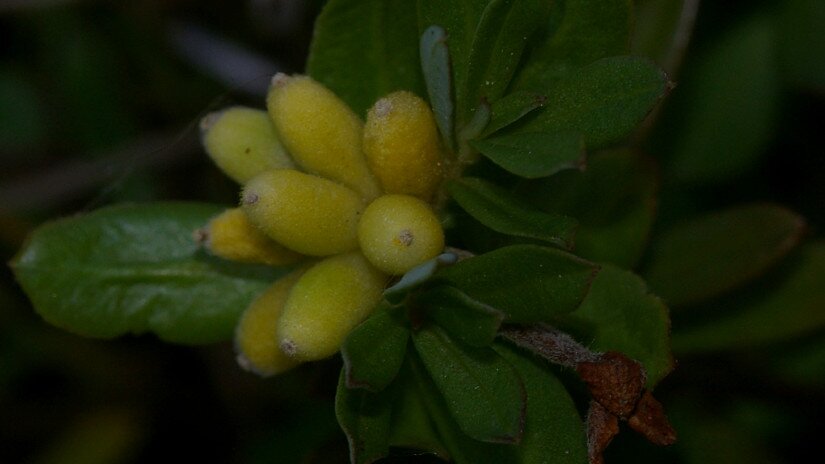 Henye boroszlán (Daphne cneorum) termések