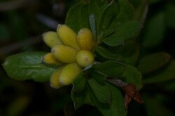 Henye boroszlán (Daphne cneorum) termések